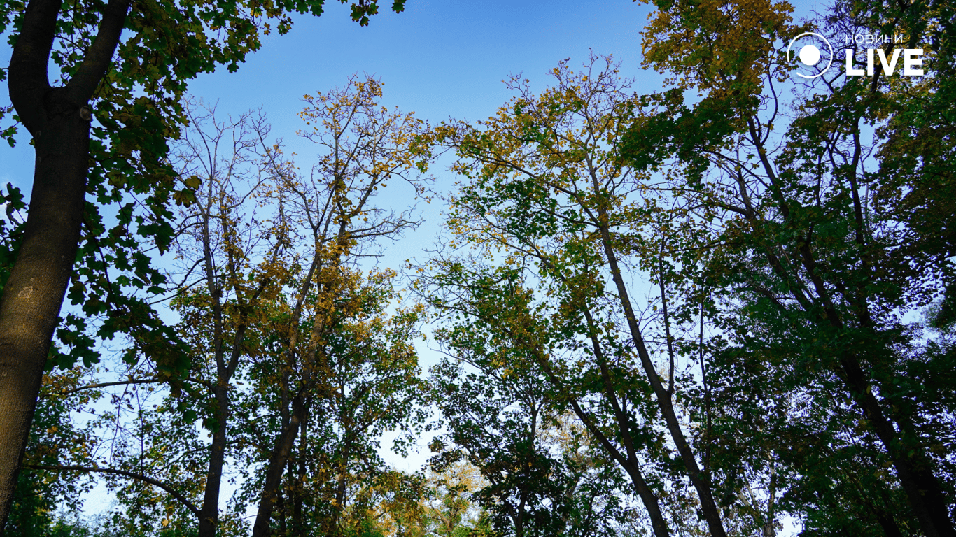 Золотые и багровые краски — осенняя Одесса в фотографиях Новости.LIVE - фото 2