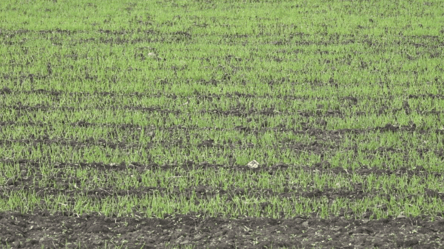 Кризис удобрений и горючего — как аграрии юга спасают урожай - 290x166