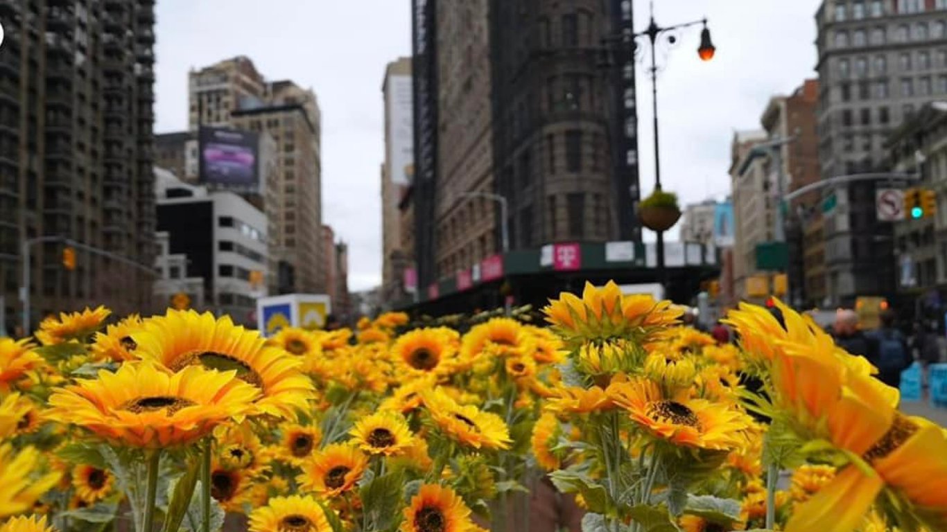 День Соборності України: у центрі Нью-Йорка встановили інсталяцію з соняшниками - фото, відео
