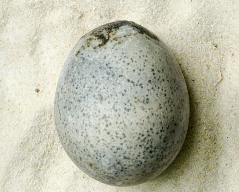 Ученые нашли 1700-летнее яйцо, идеально сохраненное яйцо и все еще полное жидкости
