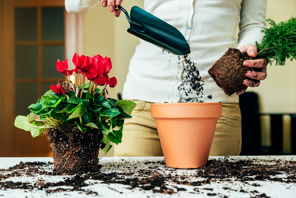 Господиня пересаджує рослину.