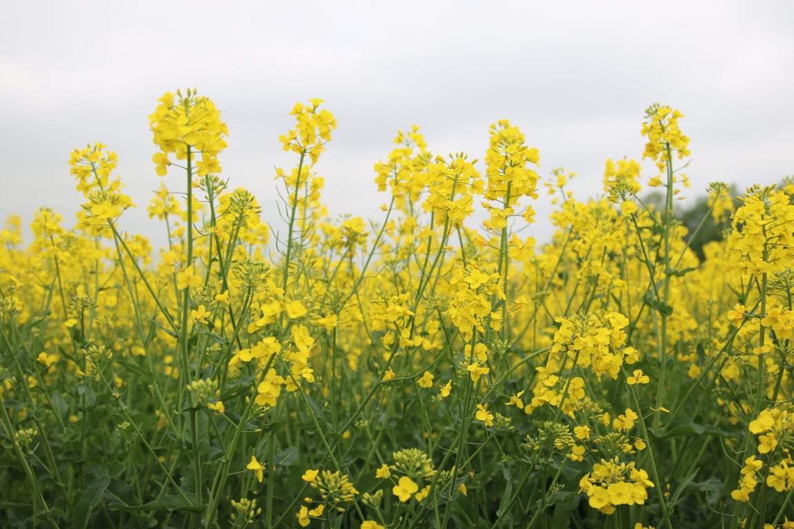 Як ріпак бореться зі шкідниками