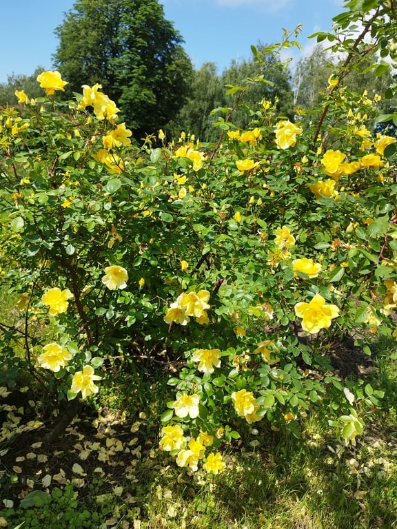 В ботсаду Києва відкрили "Сад троянд" — фото - фото 3