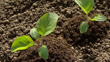 Сприятливі дати для посіву баклажанів — розсада буде ідеальна - 285x160