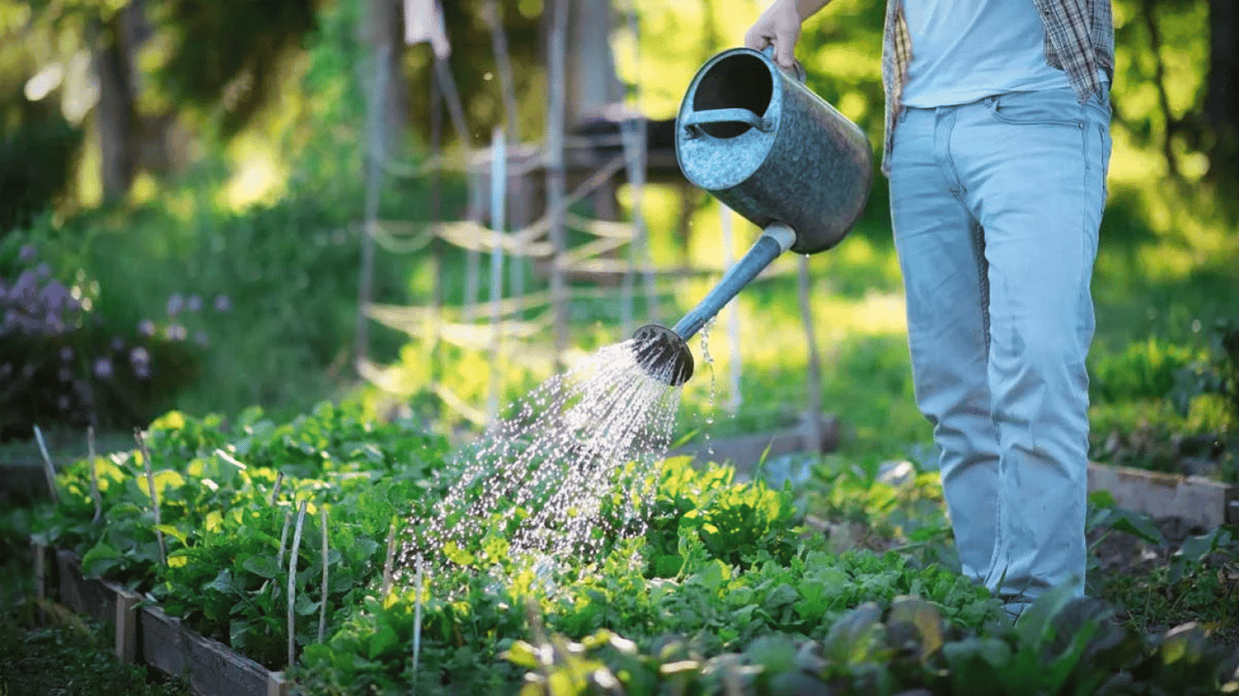 Коли не можна поливати рослини на городі — поради, які врятують врожай