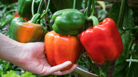 Как ускорить созревание перца осенью — советы огородникам - 285x160