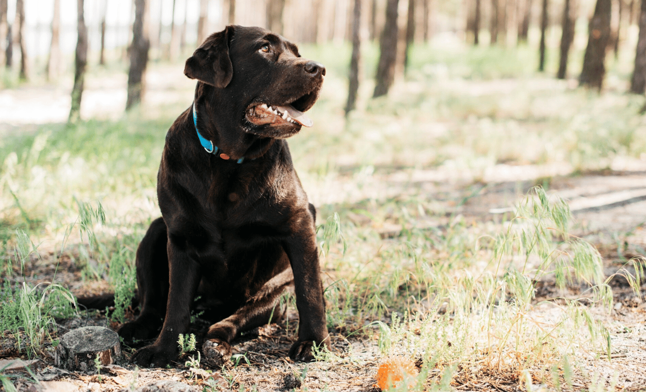 Лабрадорів найчастіше беруть у сім'ю