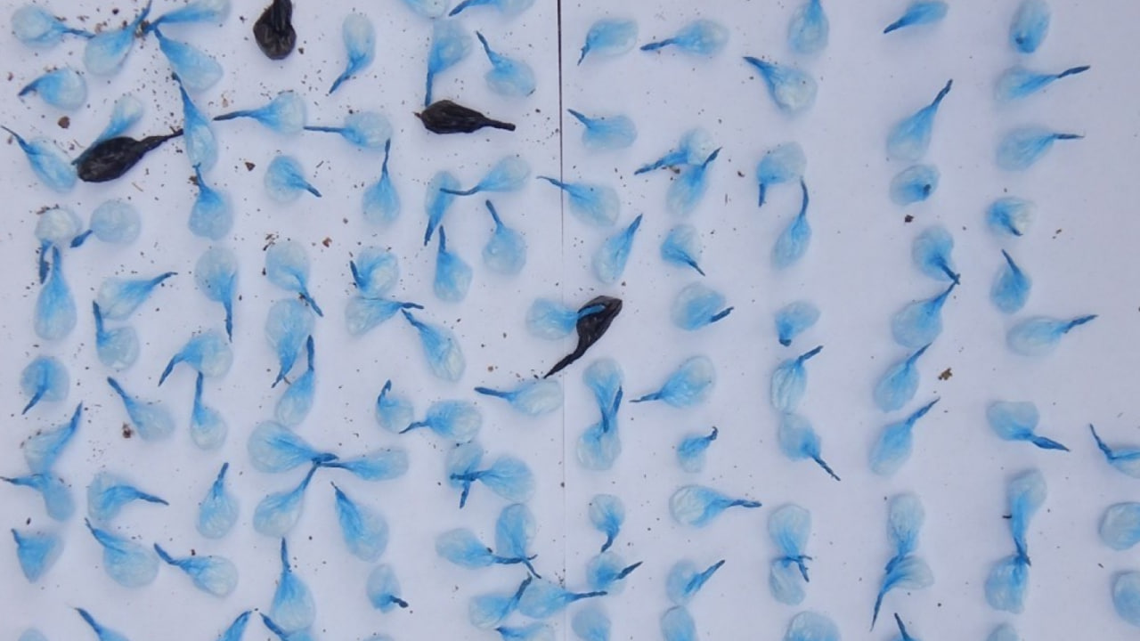 Ховав наркотики в автівці — поліція викрила одесита - фото 1