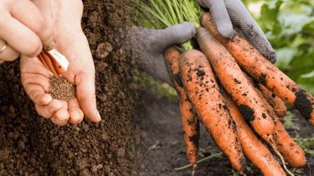 Коли сіяти моркву на городі навесні 2026: місячний календар - 285x160