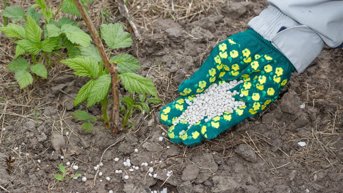 Яке підживлення потрібно внести під малину у вересні