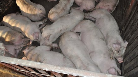 На свиноферме в Киевской области обнаружили африканскую чуму — детали - 285x160