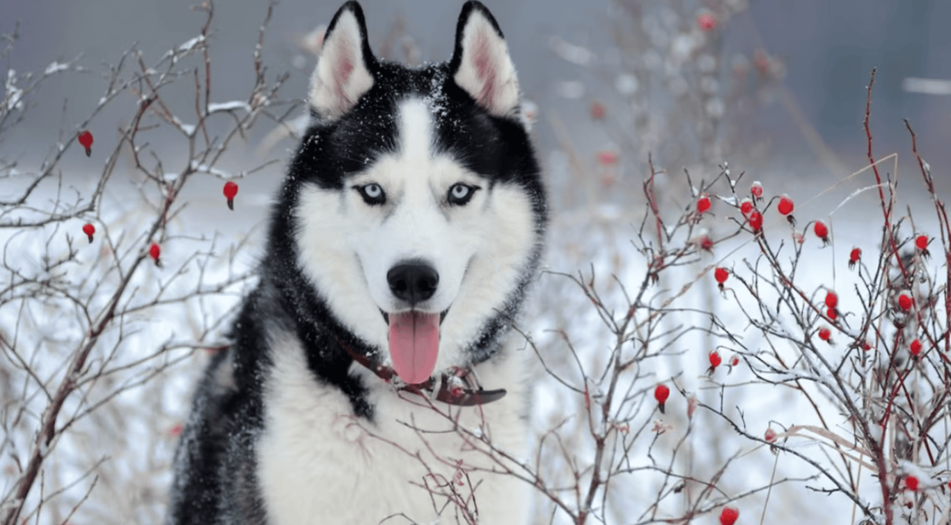 Сибирский хаски