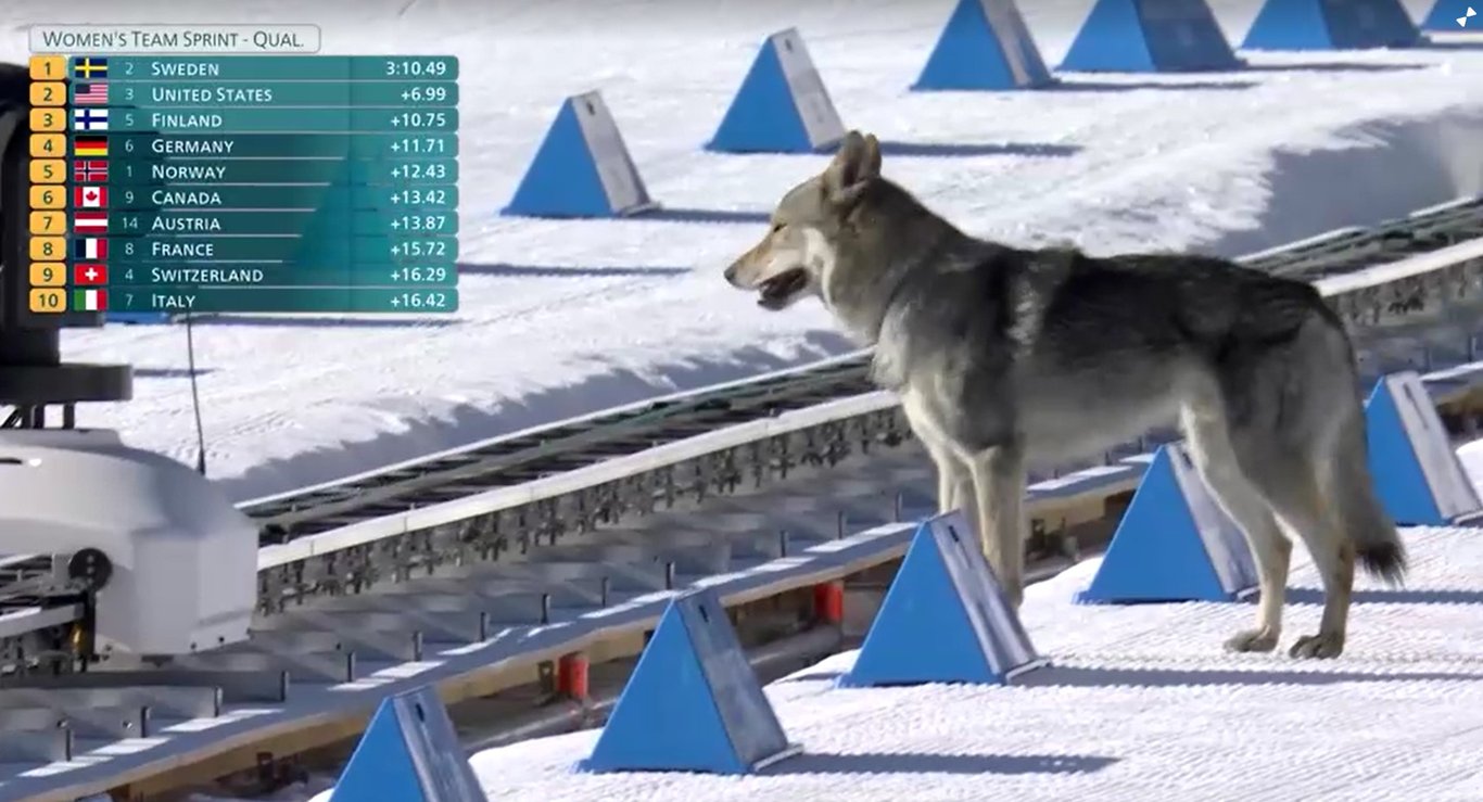 Собака на Олимпиаде-2026