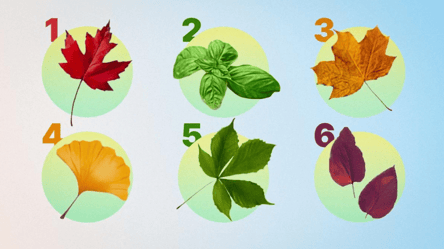 Этот простой тест раскроет ваши лучшие качества: выберите "свои" листья - 285x160