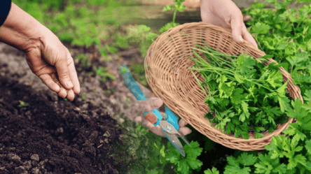 Когда сеять укроп и петрушку в октябре 2025 — даты пышного урожая - 285x160