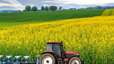Цены на зерно в Украине: сколько стоит рапс в октябре - 285x160