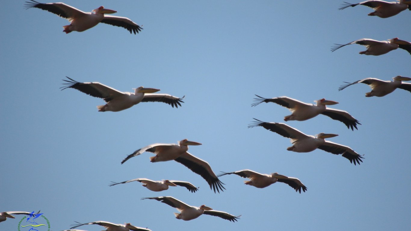 Зграя рожевих пеліканів прилетіла до Тузлівських лиманів