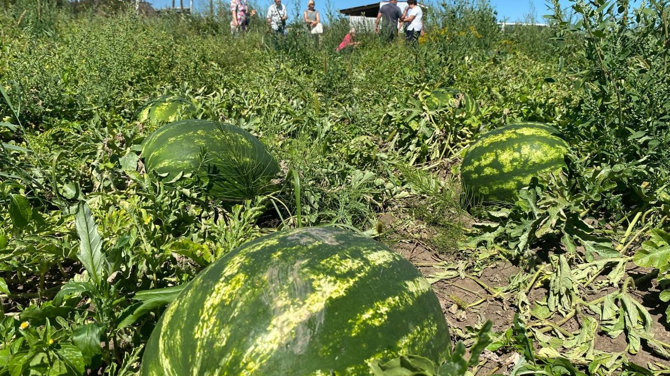 Херсонські кавуни у Львові — історія фермера, який зміг заново відродити бізнес