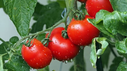 Секрет вкусных помидоров — посадите рядом одно простое растение - 285x160