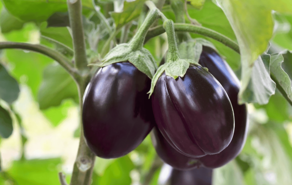 Зрелые баклажаны на огороде