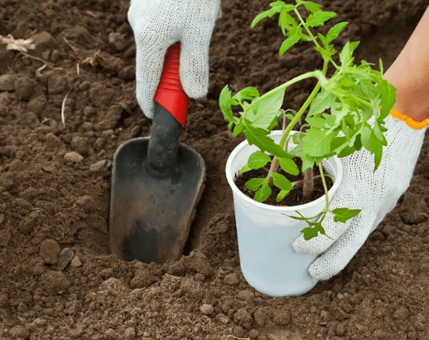 Посадка помидоров