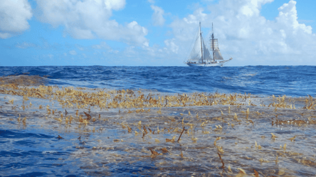 Загадка Атлантики: в каком море нет пляжей, скал и берегов - 285x160