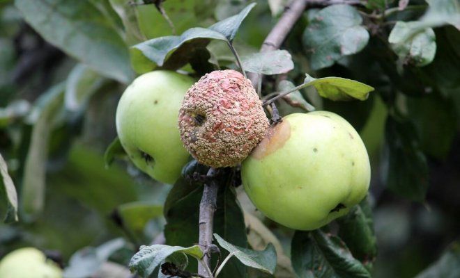 Гниле яблуко на гілці дерева
