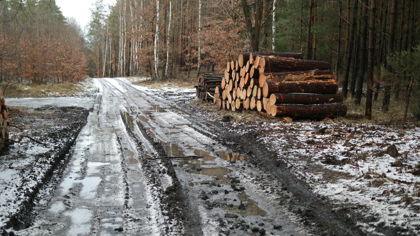 Не для опалення — які дрова не варто купувати у 2025 році