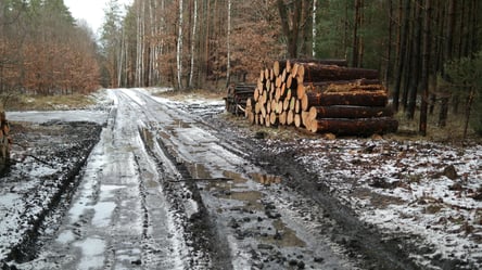 Деньги в топку — какие дрова не стоит покупать в 2025 году - 285x160