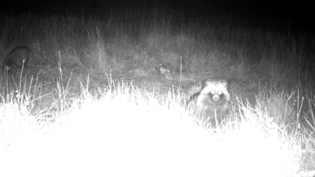 Неожиданные гости на Одесчине — замечена енотовидная собака - 285x160