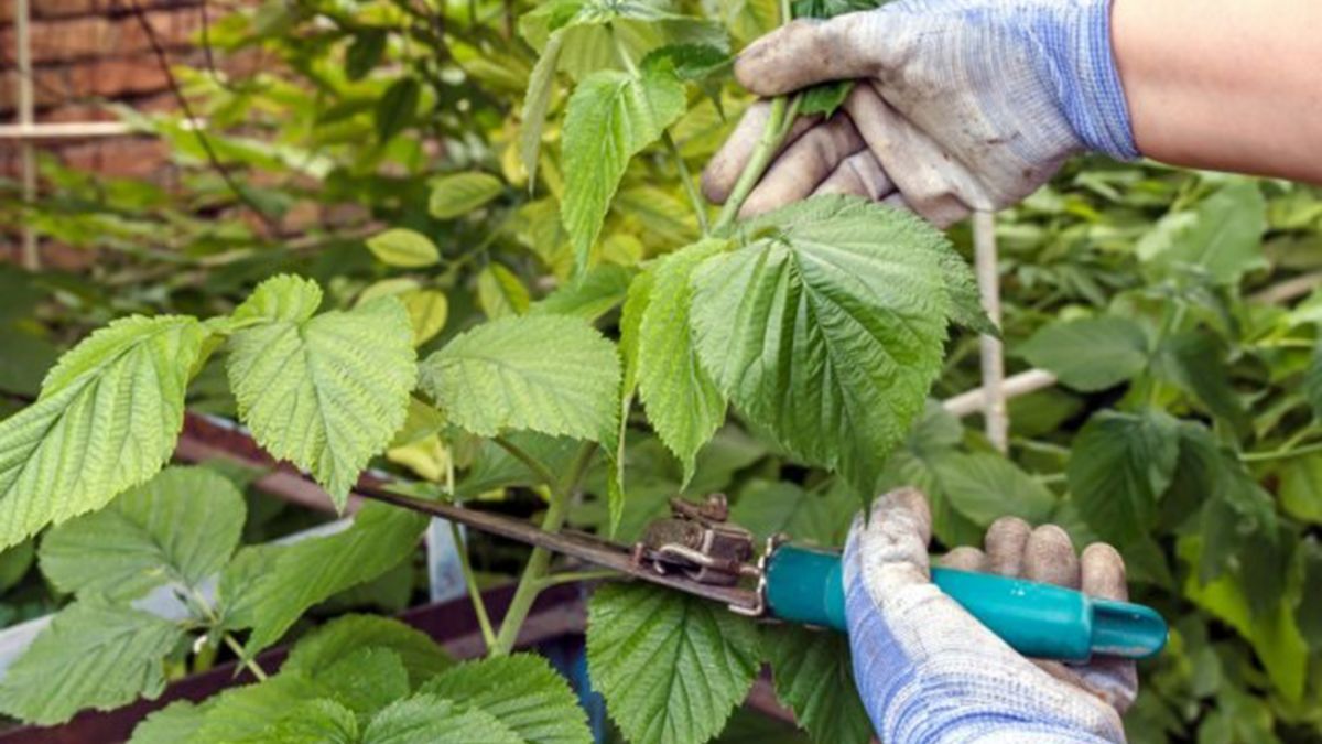 Як обрізати малину після збору врожаю