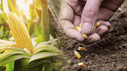 Посадіть ці сорти кукурудзи: качани будуть солодкі та великі - 285x160