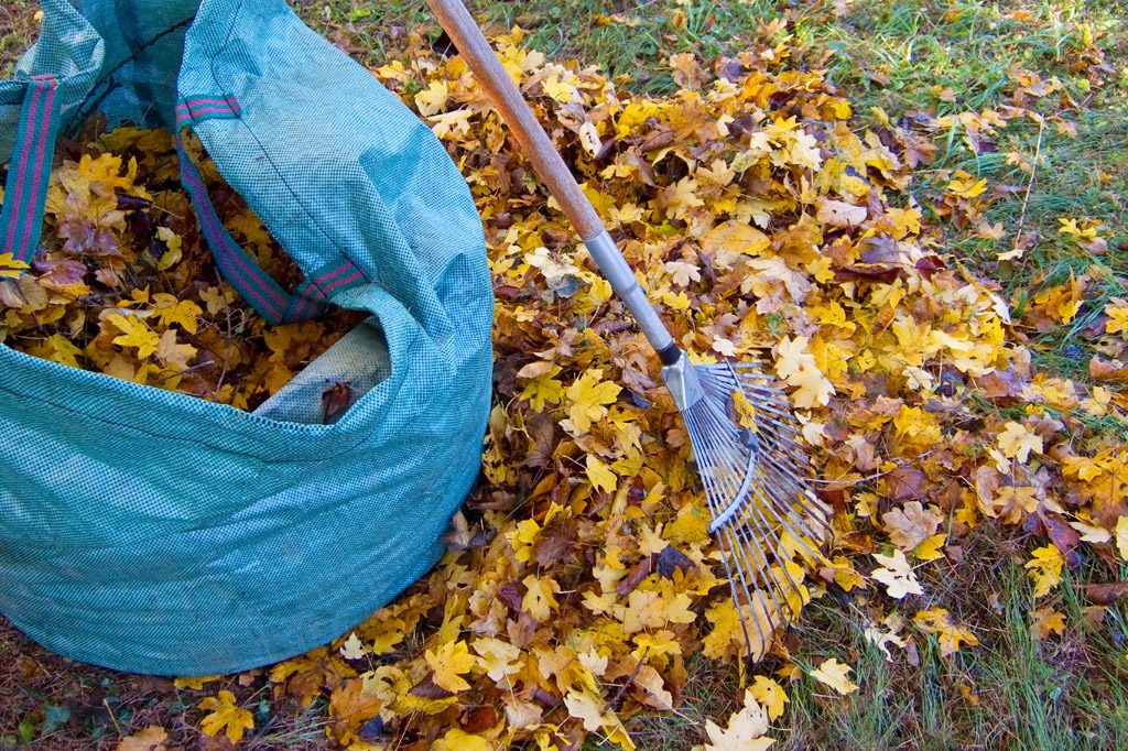 Как делать компост из опавших листьев: простые советы