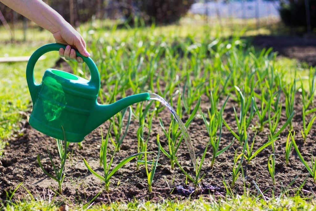 Як підживити часник правильно — покрокова інструкція