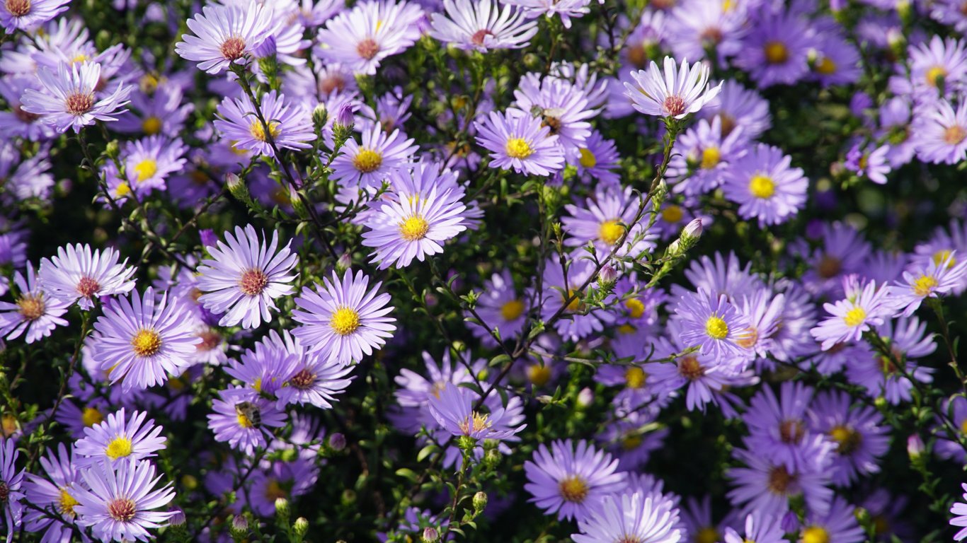 Осінні айстри.