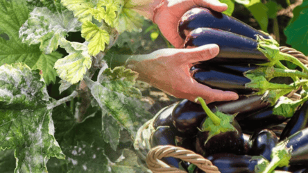 Борошниста роса на баклажанах — чим підживити, аби врятувати їх - 285x160