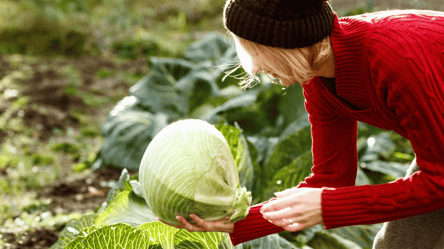 Когда собирать капусту с огорода, чтобы она не сгнила в погребе - 285x160