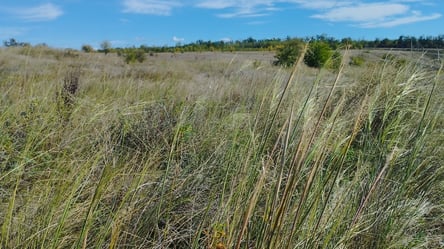 Рідкісні рослини з Червоної книги знайшли на Кіровоградщині - 285x160