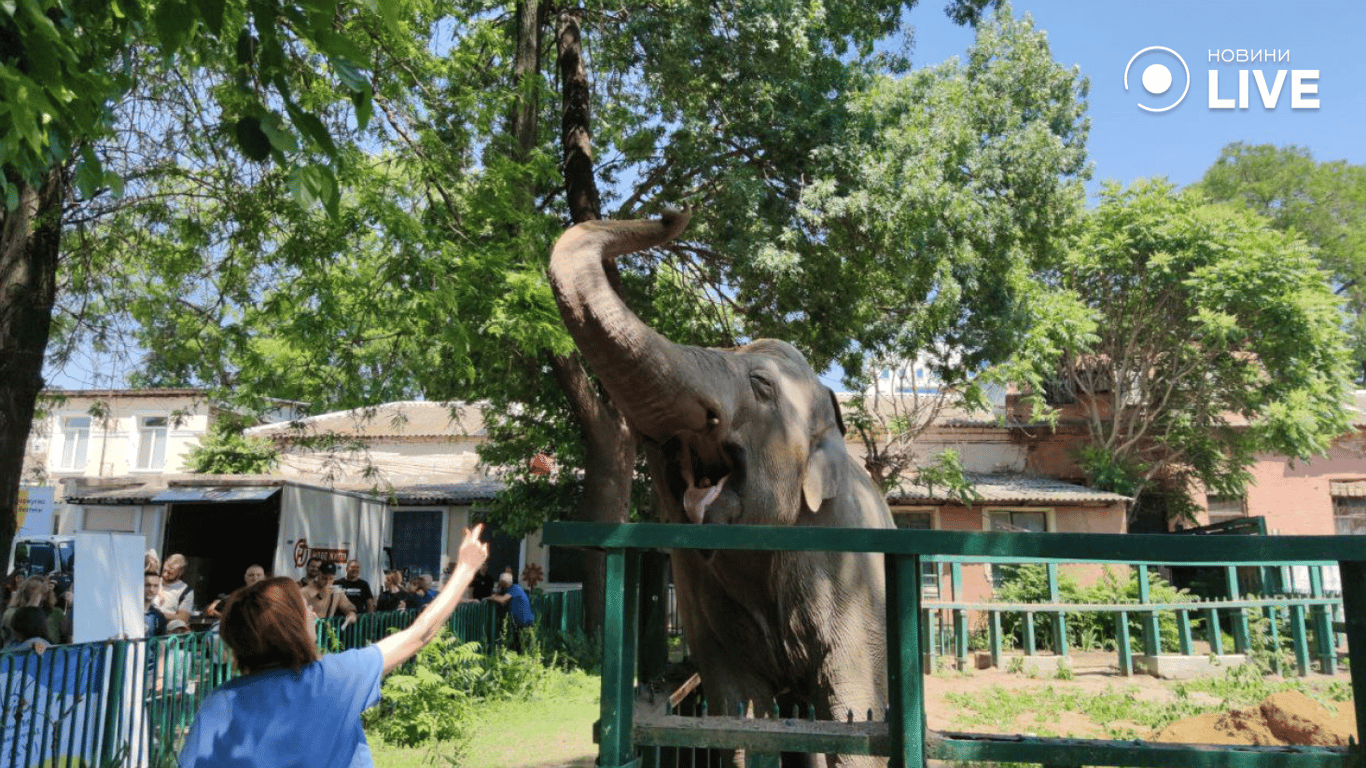 День защиты детей — в Одесском зоопарке уничтожили "обезьяну с гранатой" - фото 9