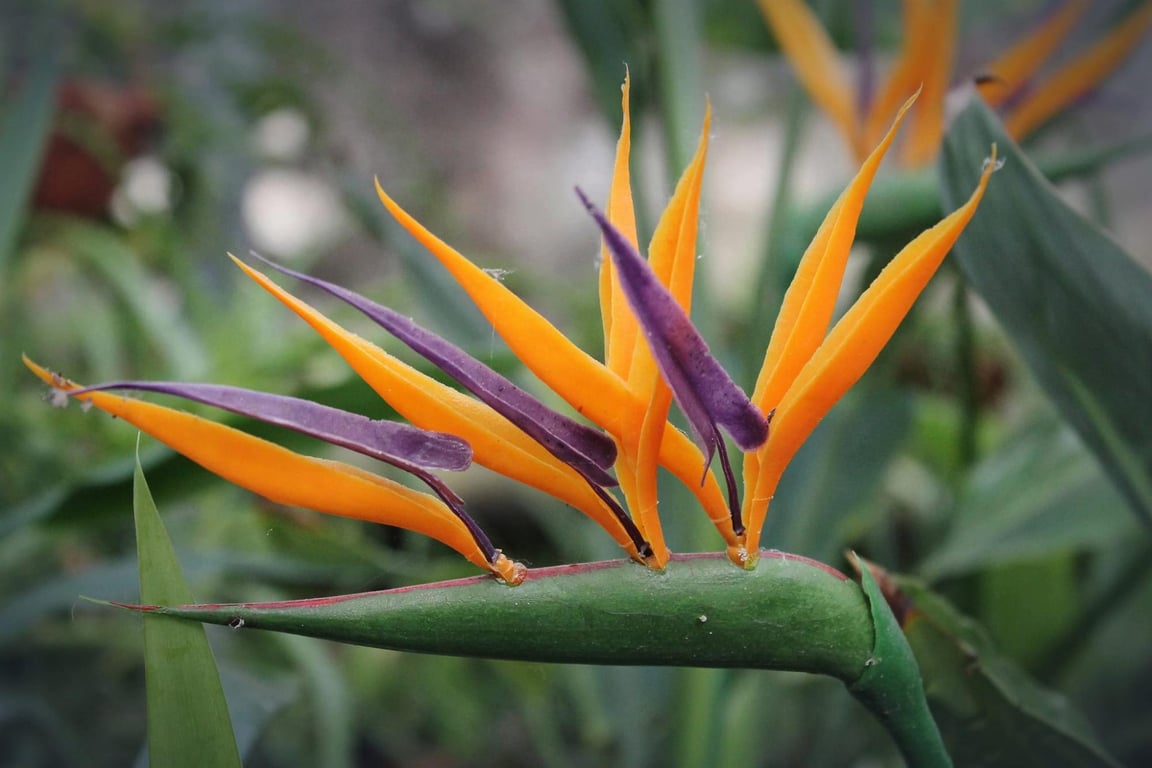 В Днепре неожиданно расцвело смертоносное экзотическое растение.