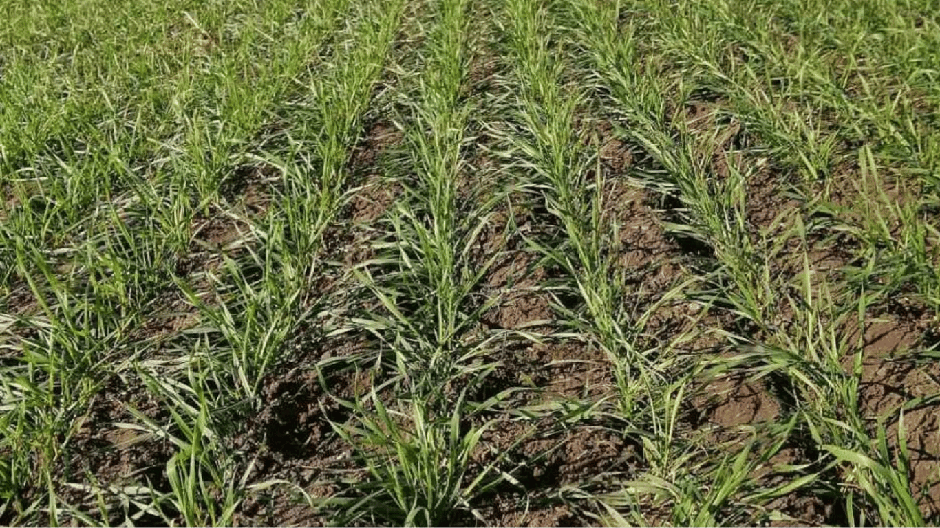 Аграрии Одесщины получат удобрения для удобрения урожая