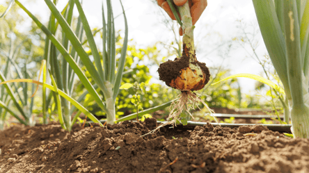 Що не можна садити поруч із цибулею — зіпсуєте урожай - 285x160