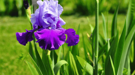 Осінній догляд за бородатими ірисами — обрізка й укриття на зиму - 285x160