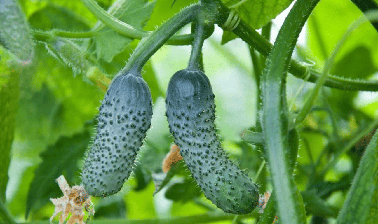 Выращенные огурцы на огороде