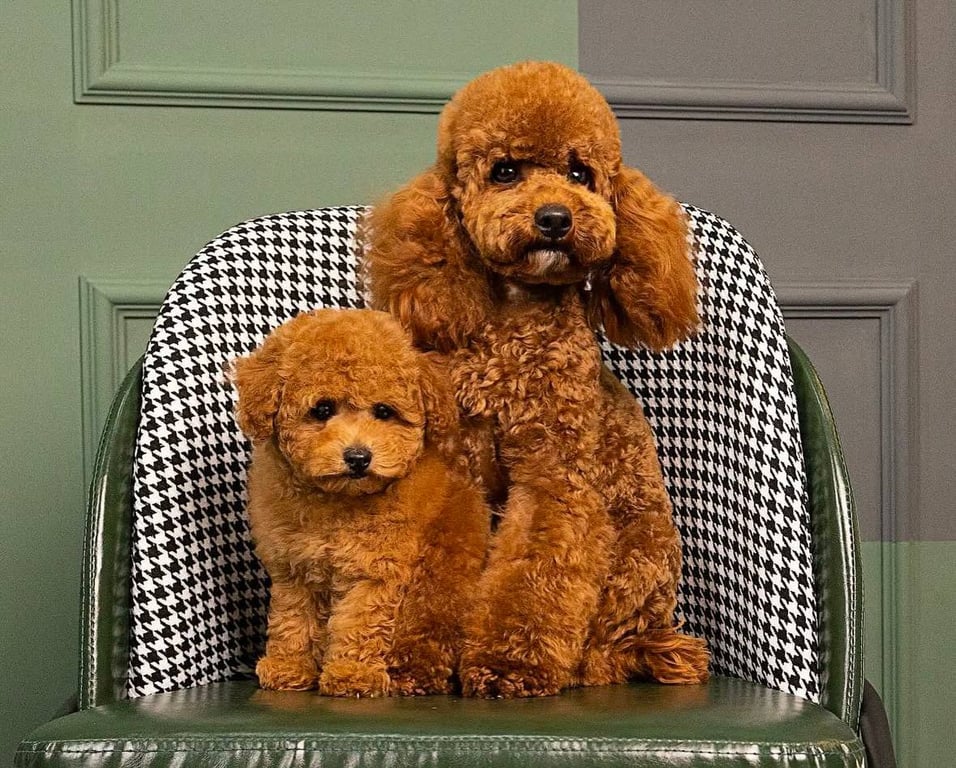 Пуделі дуже добре підходять для сім'ї