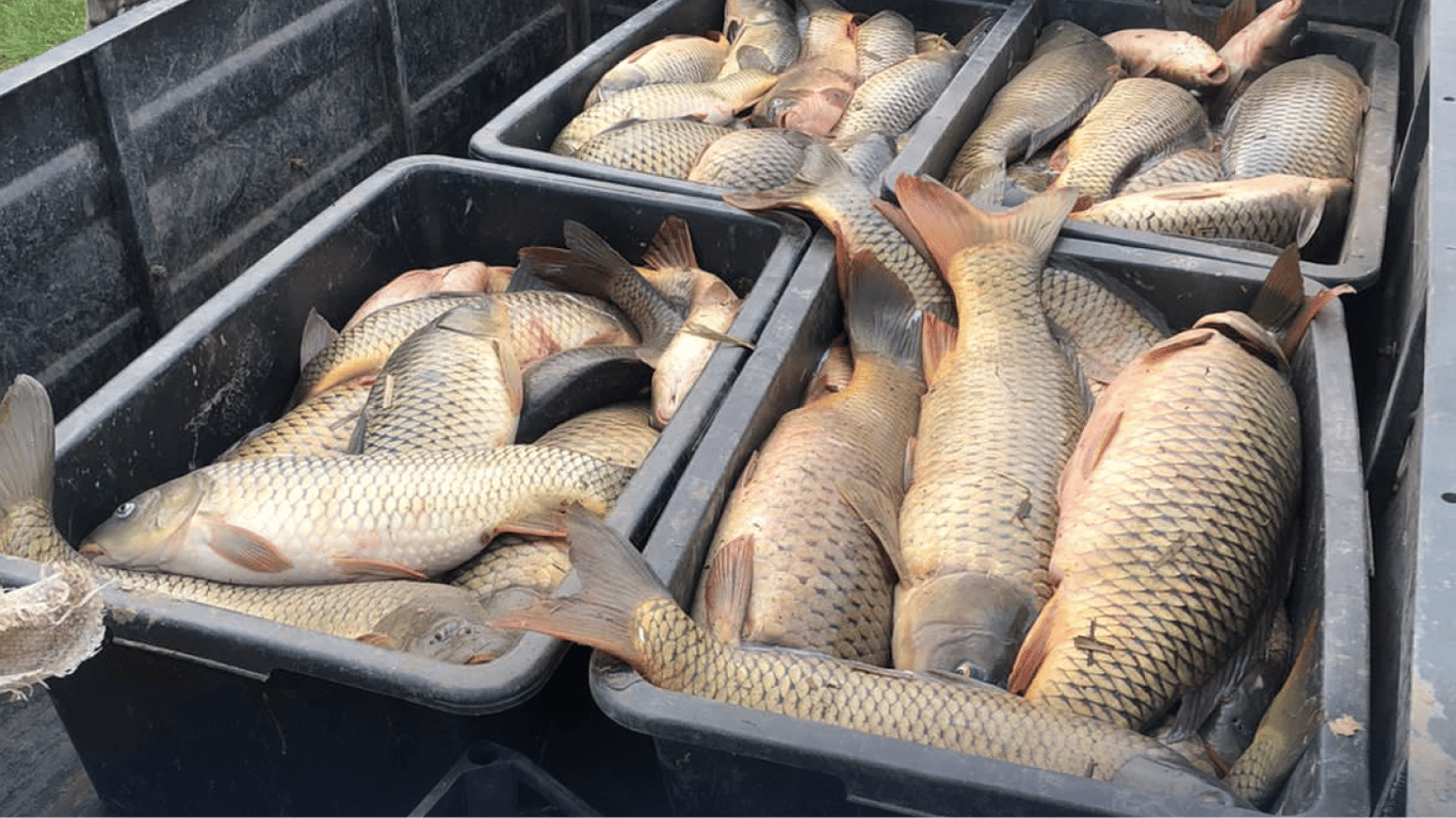В Одесской области задержали браконьеров, перевозивших рыбу