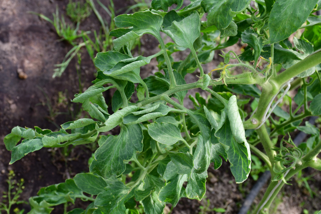 Листья помидоров