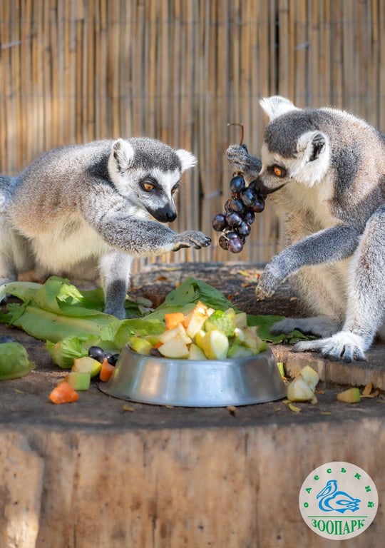Лемури в зоопарку