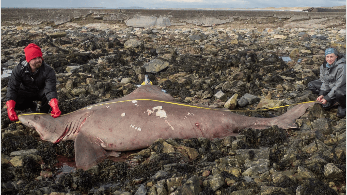 Вчені знайшли велетенську акулу, яка "запливла не туди": таємнича поява, що розгадає загадку