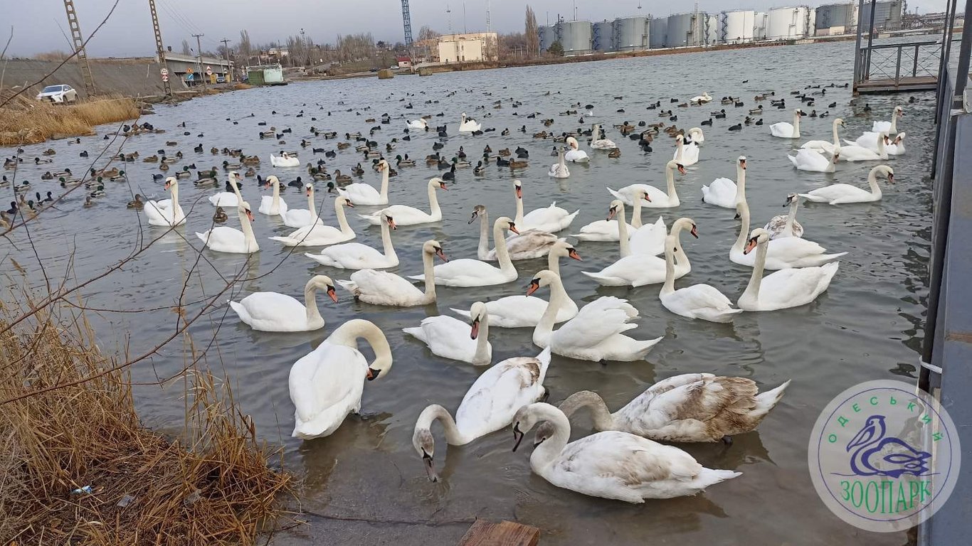 Одесский зоопарк выпустил на свободу пострадавших от войны лебедей